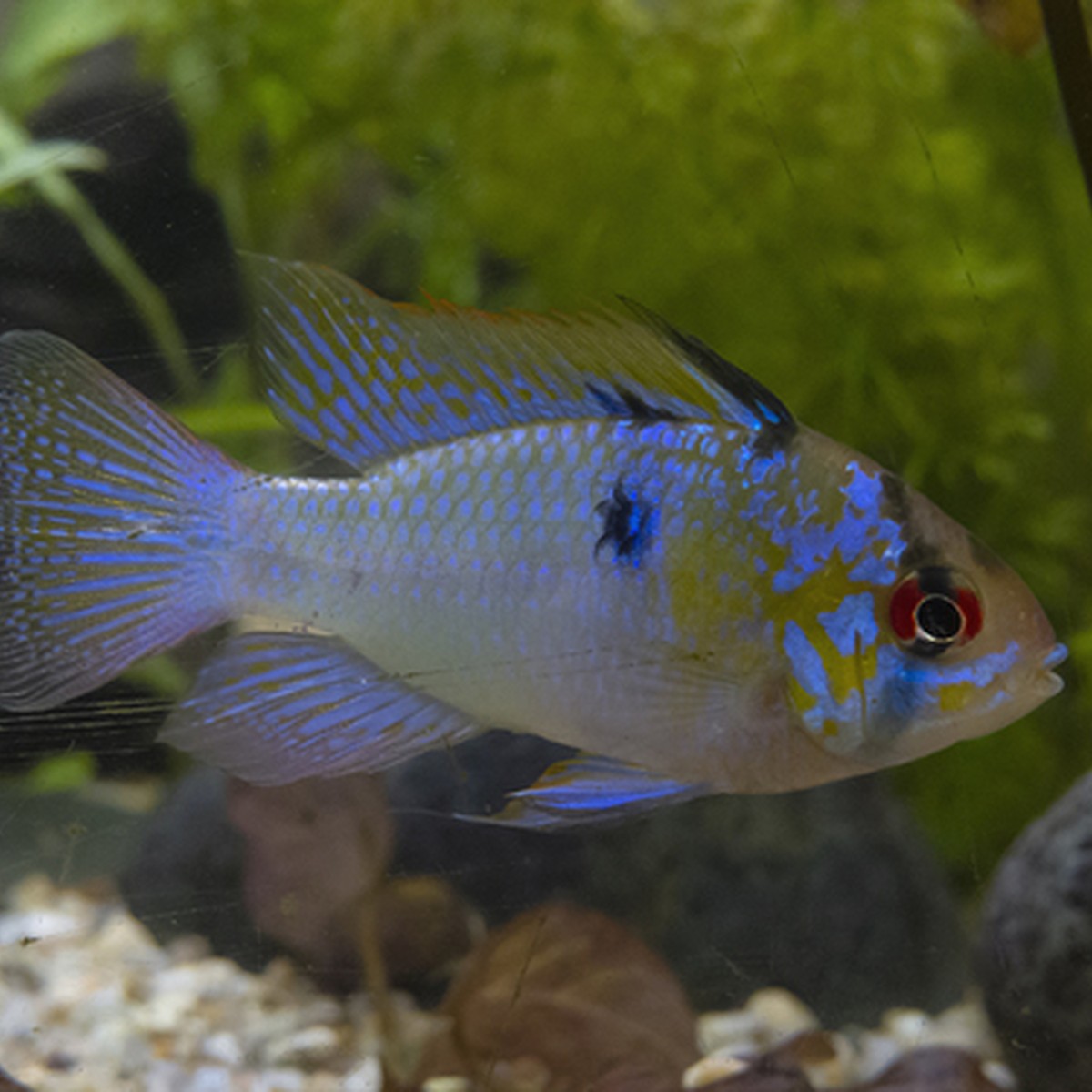 German Blue Ram