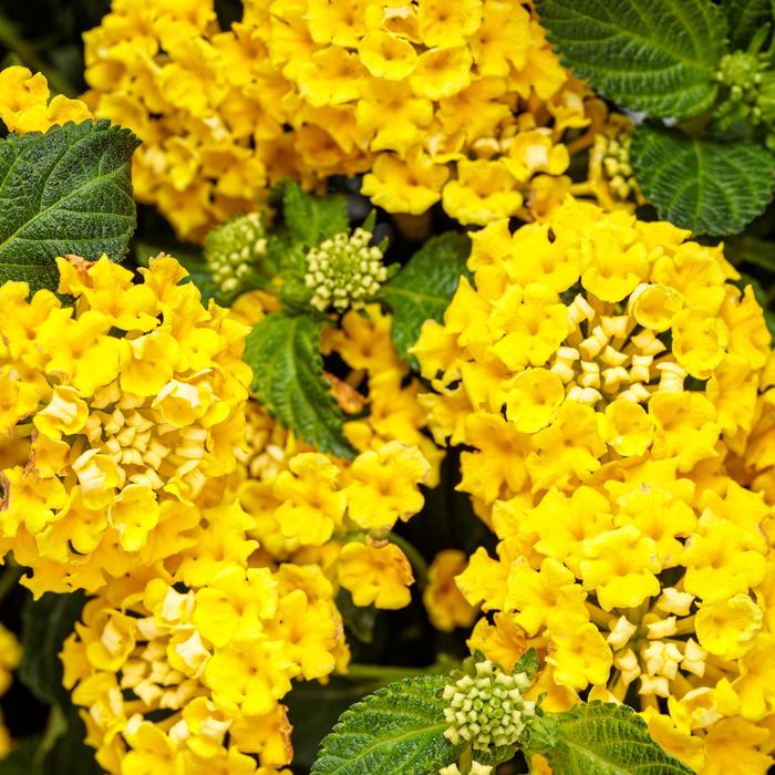 Lantana Luscious Citrus Blend Quart PW