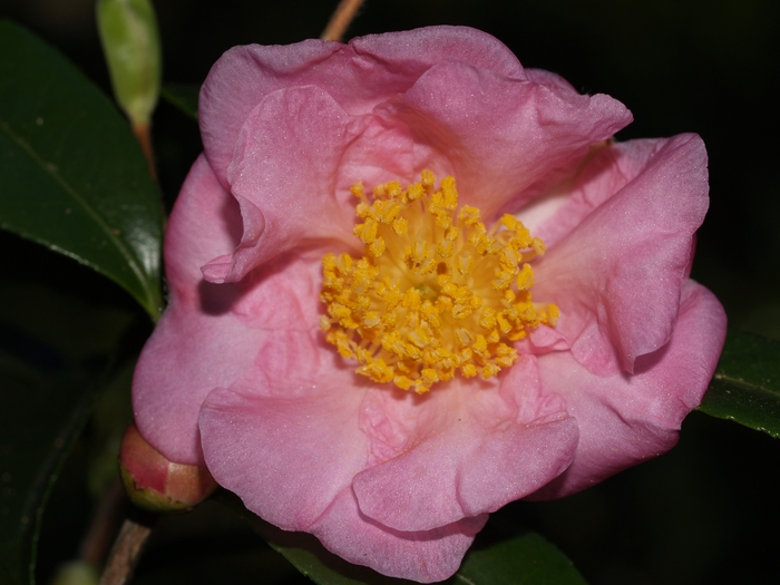 Peony 3 Gal