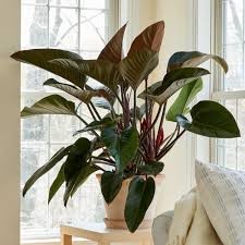 Philodendron 'Congo', 10"
