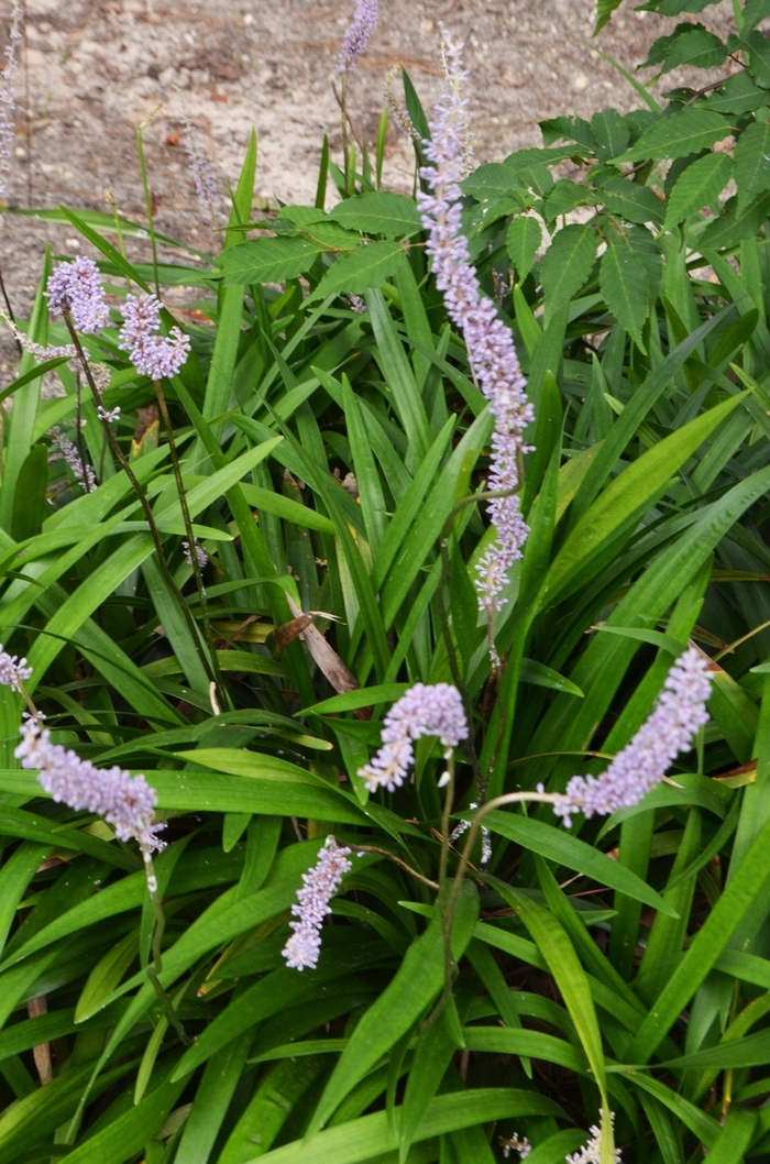Liriope Spicata 1 Gal