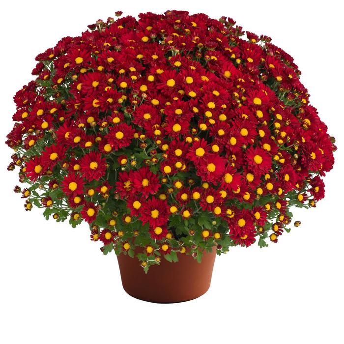 Mum Selena Red 3 Gal