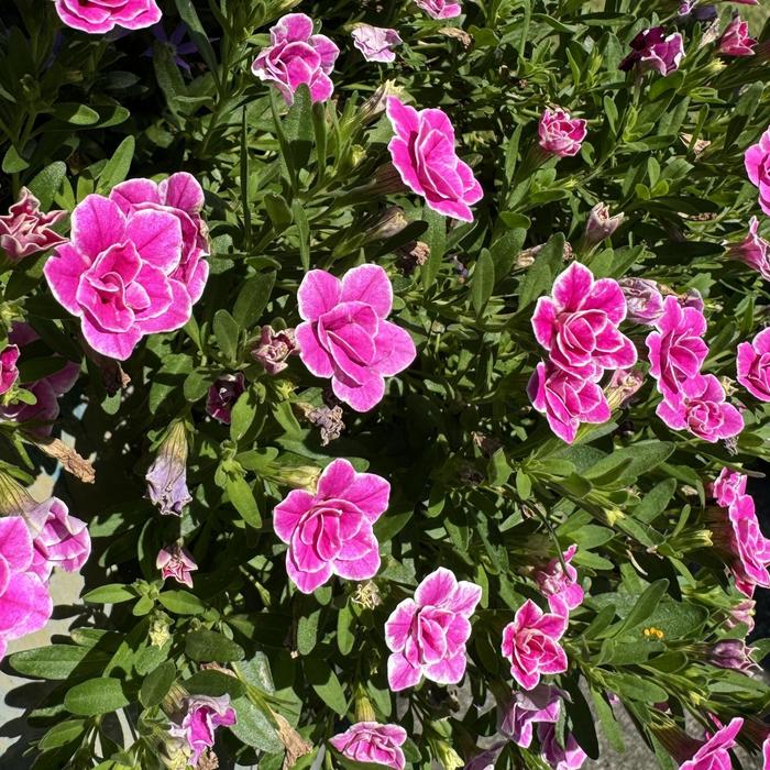 Million Bells Superbells Dreamsicle Quart PW
