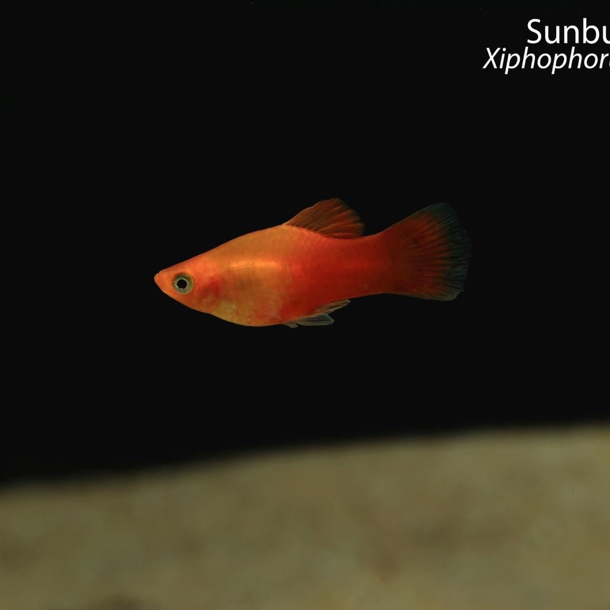 Sunburst Platy