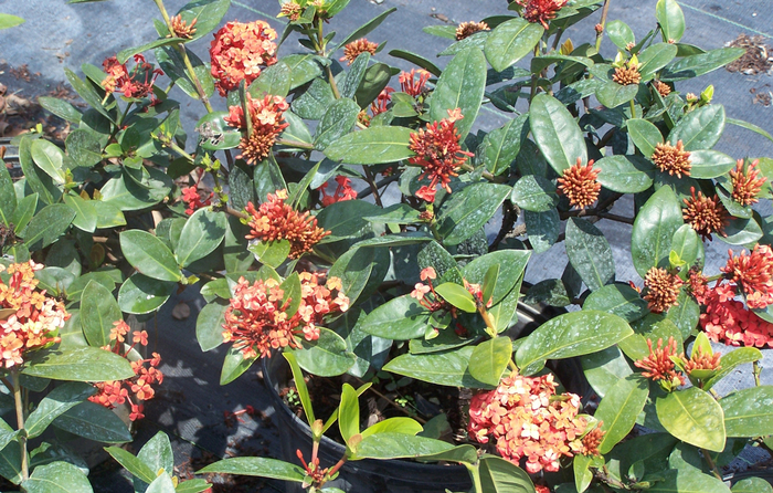 Ixora Maui 6"