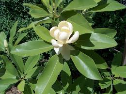 Sweet Bay Magnolia, 5 gallon
