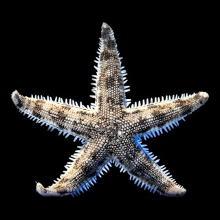 Sand Sifter Sea Star