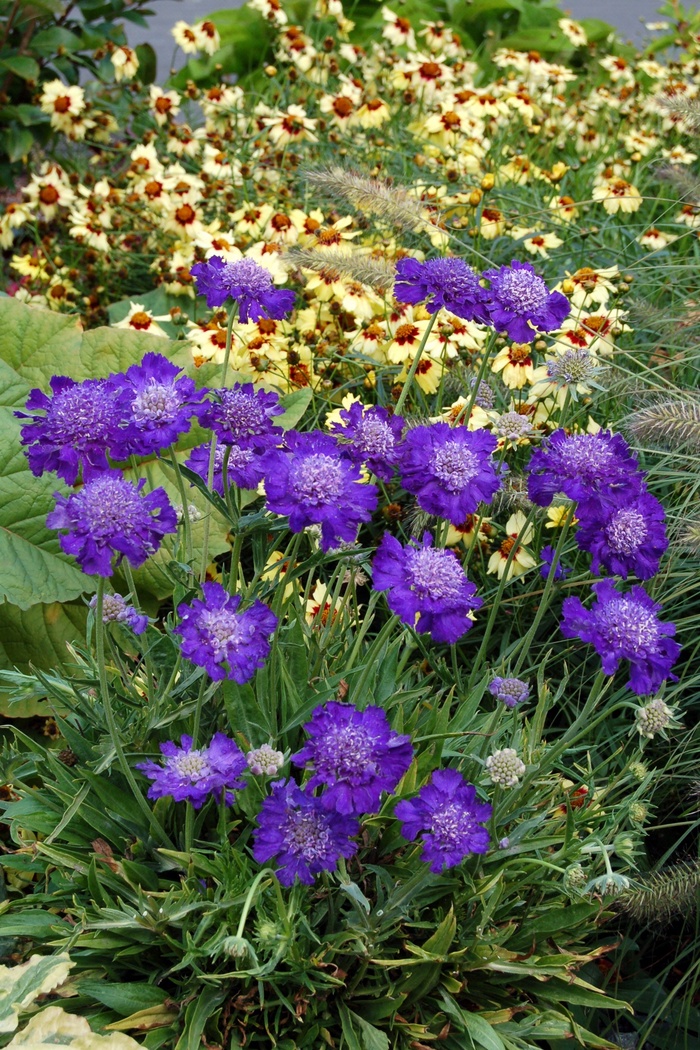 Scabiosa Flutter Deep Blue 1 Gal