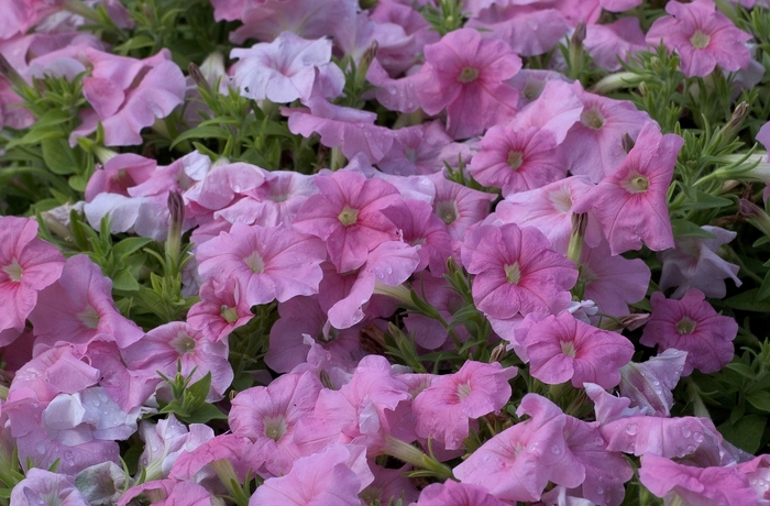 Petunia Supercal Orange Sunset Quart