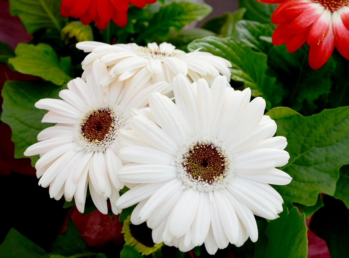 Gerbera Daisy Majestic Purple 3 Gal