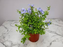 Blue Hardy Plumbago (Leadwort)