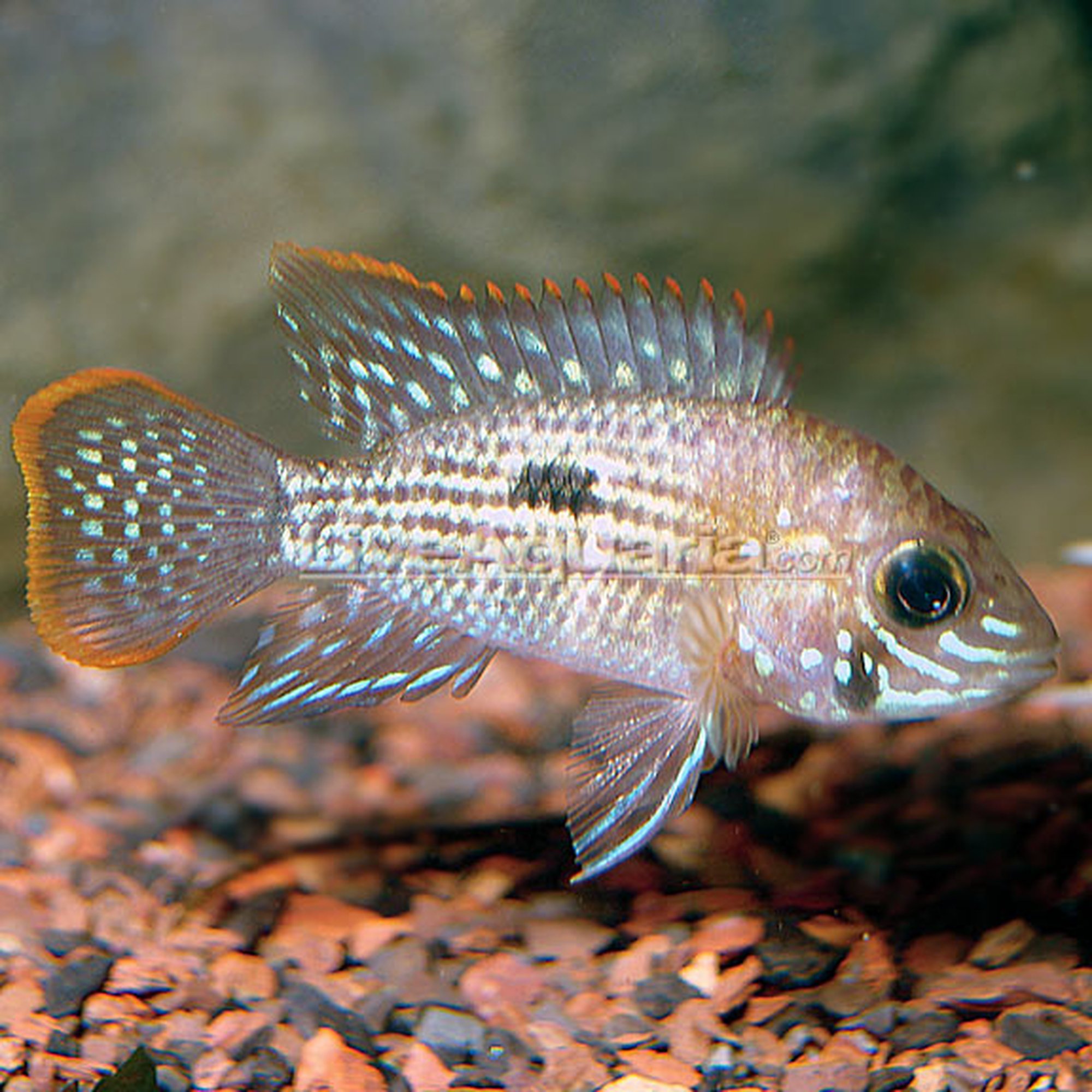 Green Terror - Andinoacara rivulatus