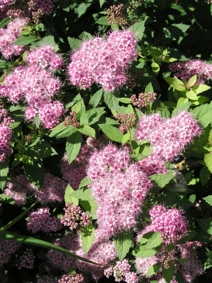 Spirea Pineapple Poprocks 2 Gal