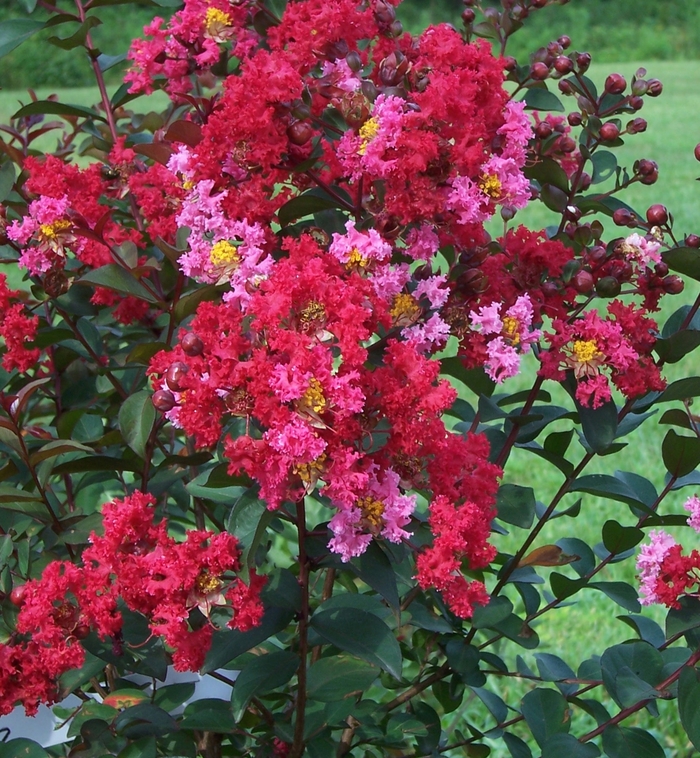 Crape Myrtle THNDSTRK Lavender Blast 15 Gal