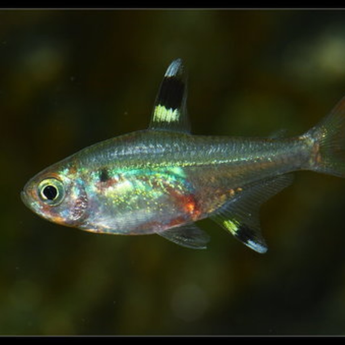X-Ray Tetra