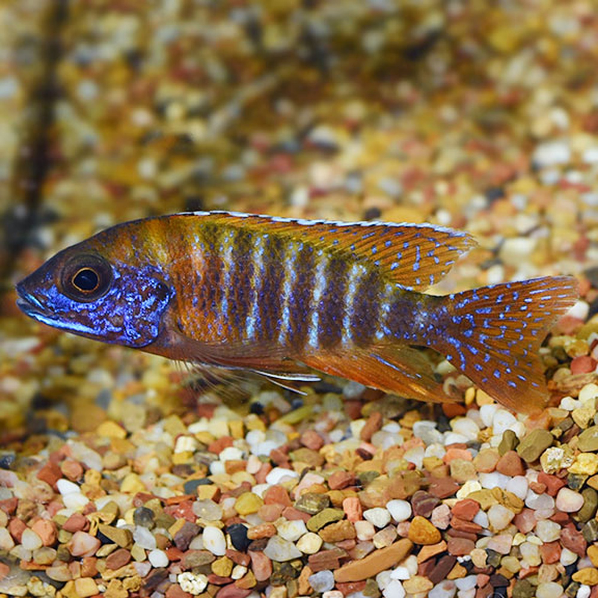 Super red cichlid