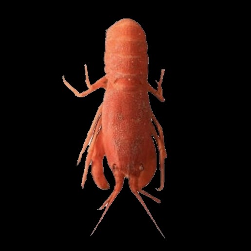 Orange Furry Lobster