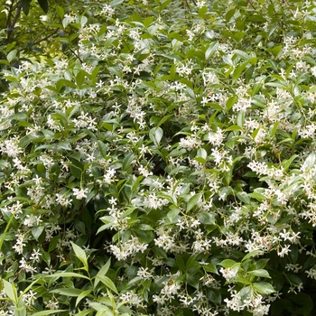Jasmine Confederate 1 Gal