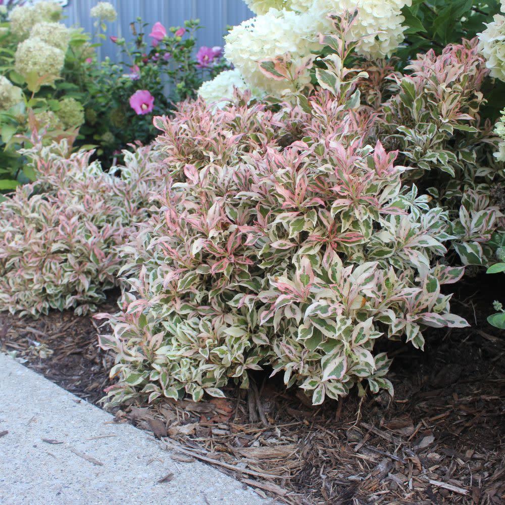 Weigela 'My Monet Purple Effect'