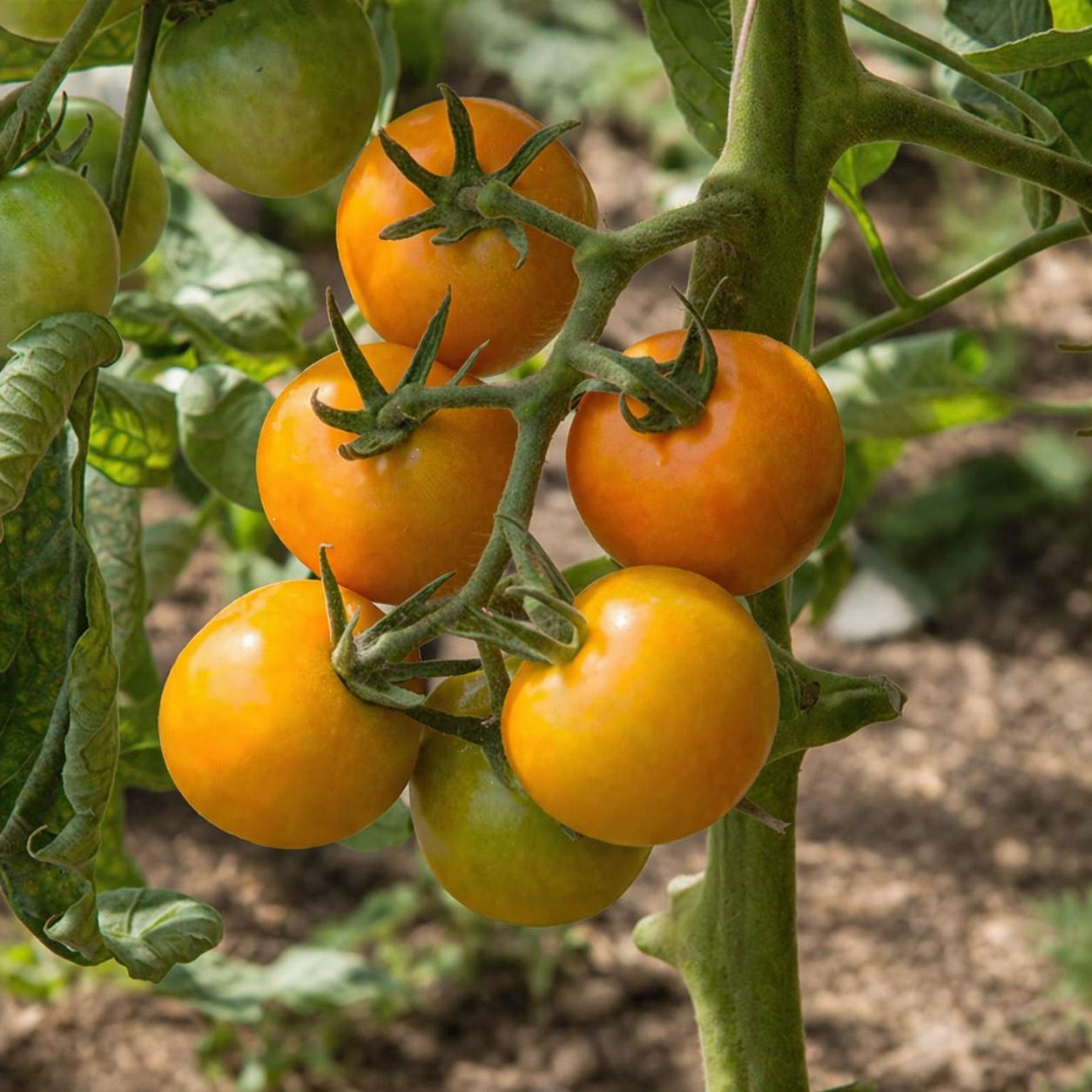 Merrygold F1 Tomato - 2x Mini Plug Plants - Blight Resistant Orange Tomato