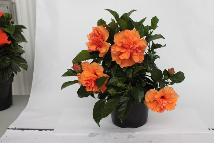 Hibiscus Multi Standard 14"