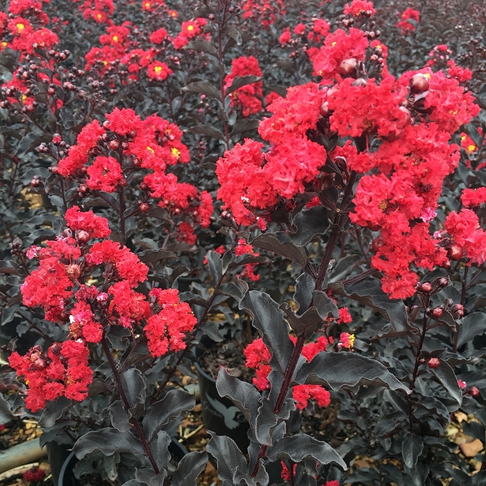 Crape Myrtle Ebony Glow 3 Gal