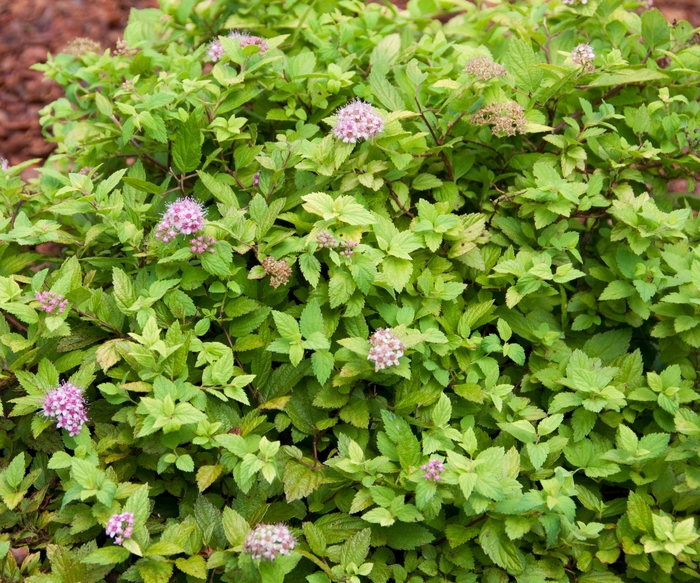 Spirea Little Princess 5 Gal