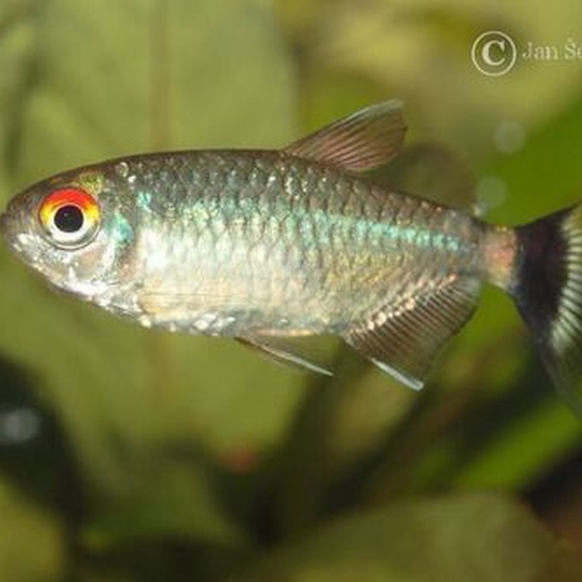 Red Eye Tetra