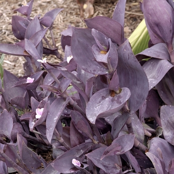 Wandering Jew 10" HB