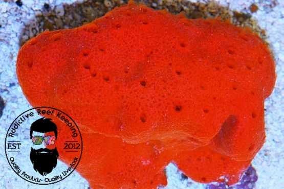 Red Ball Sponge Frag 2″ to 3″