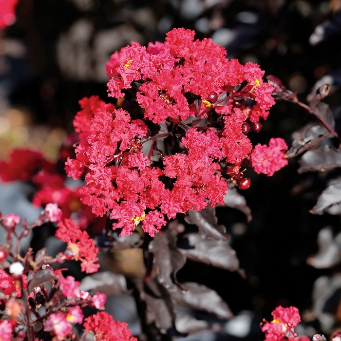Crape Myrtle Ebony Fire 7 Gal