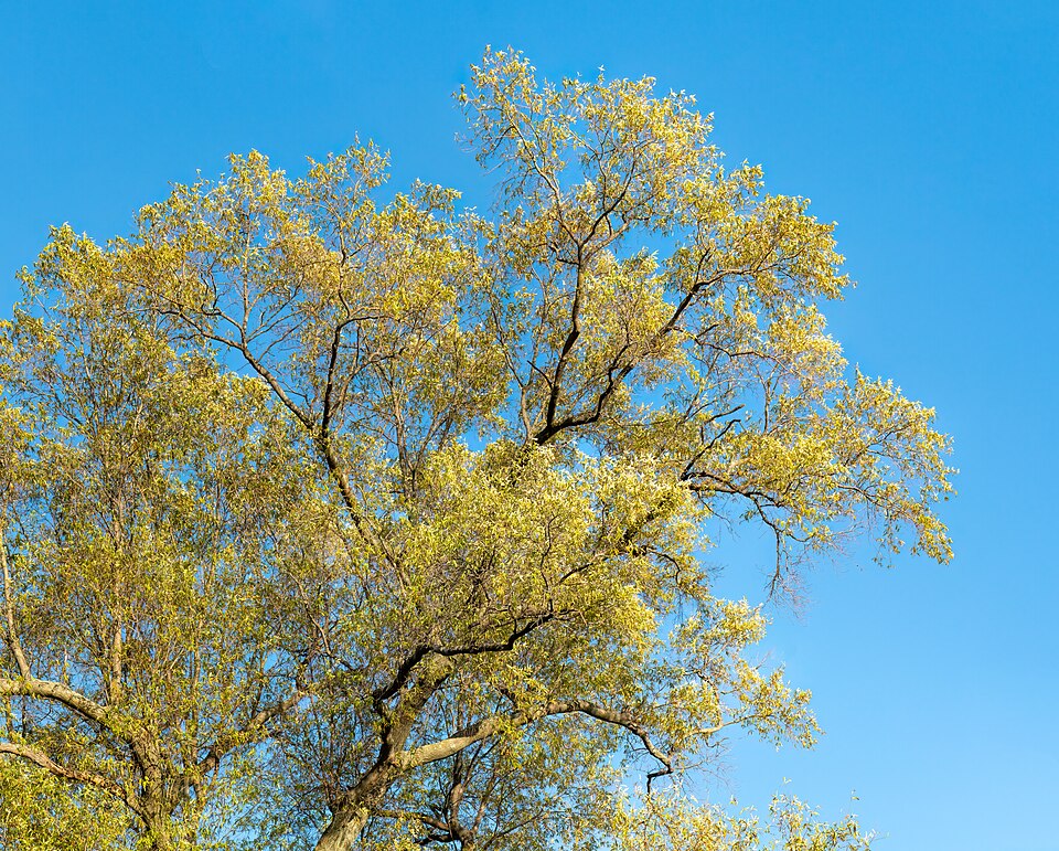 Quercus phellos (Willow Oak)