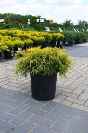 King's Gold Falsecypress (Chamaecyparis), 2 gallon