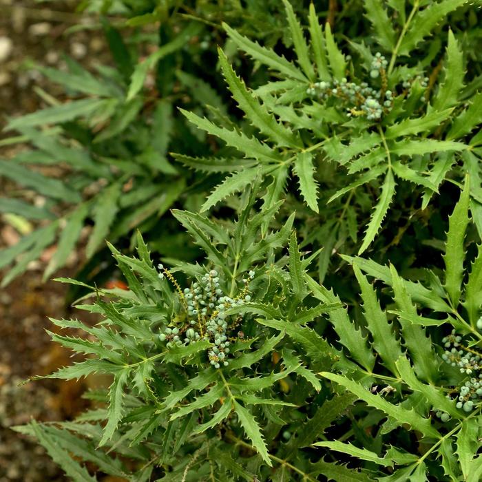 Mahonia Funky Flow 3 Gal