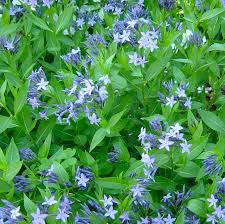 Blue Ice Blue Star (Amsonia), 1 gallon