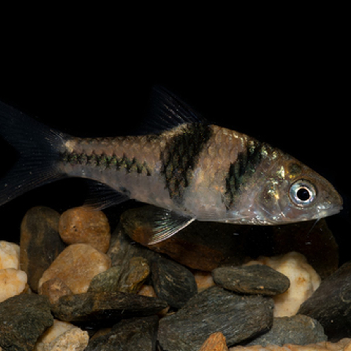 Spanner Barb