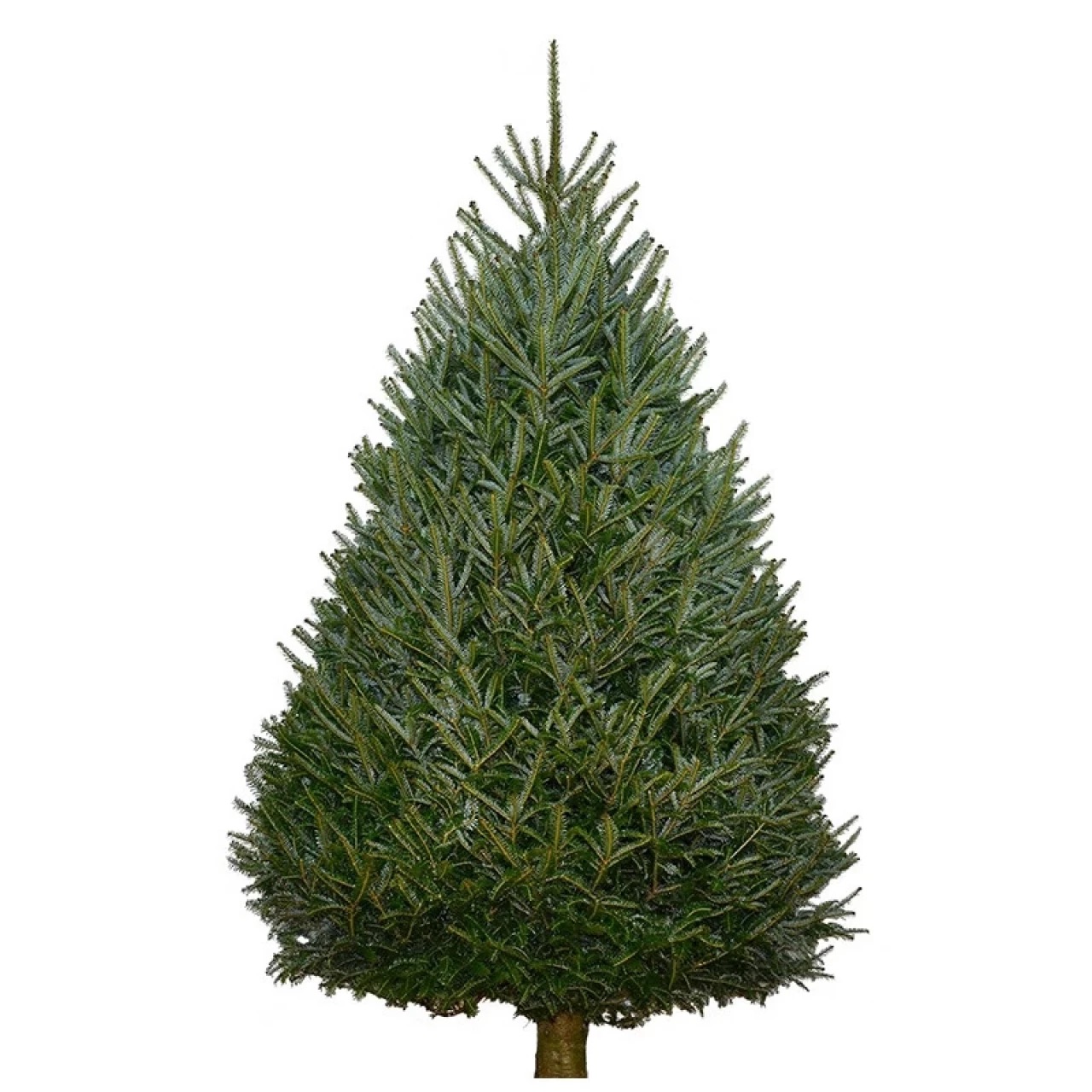 Fraser Fir Christmas Trees