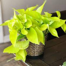 Pothos 'Neon'