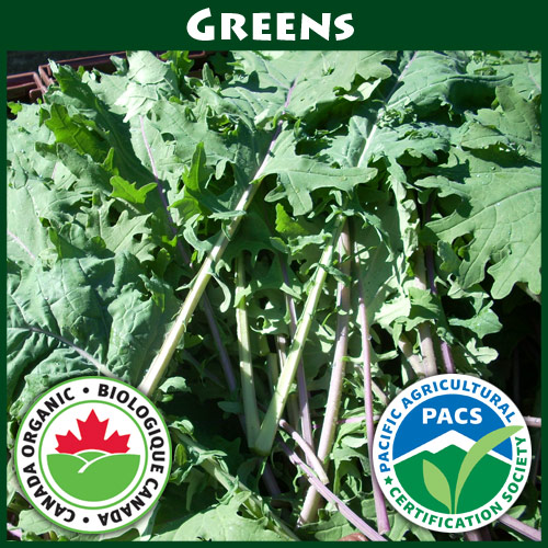 Kale Red Russian