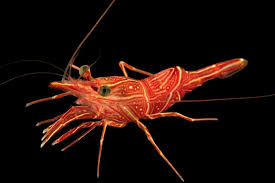 Durban Dancing Shrimp