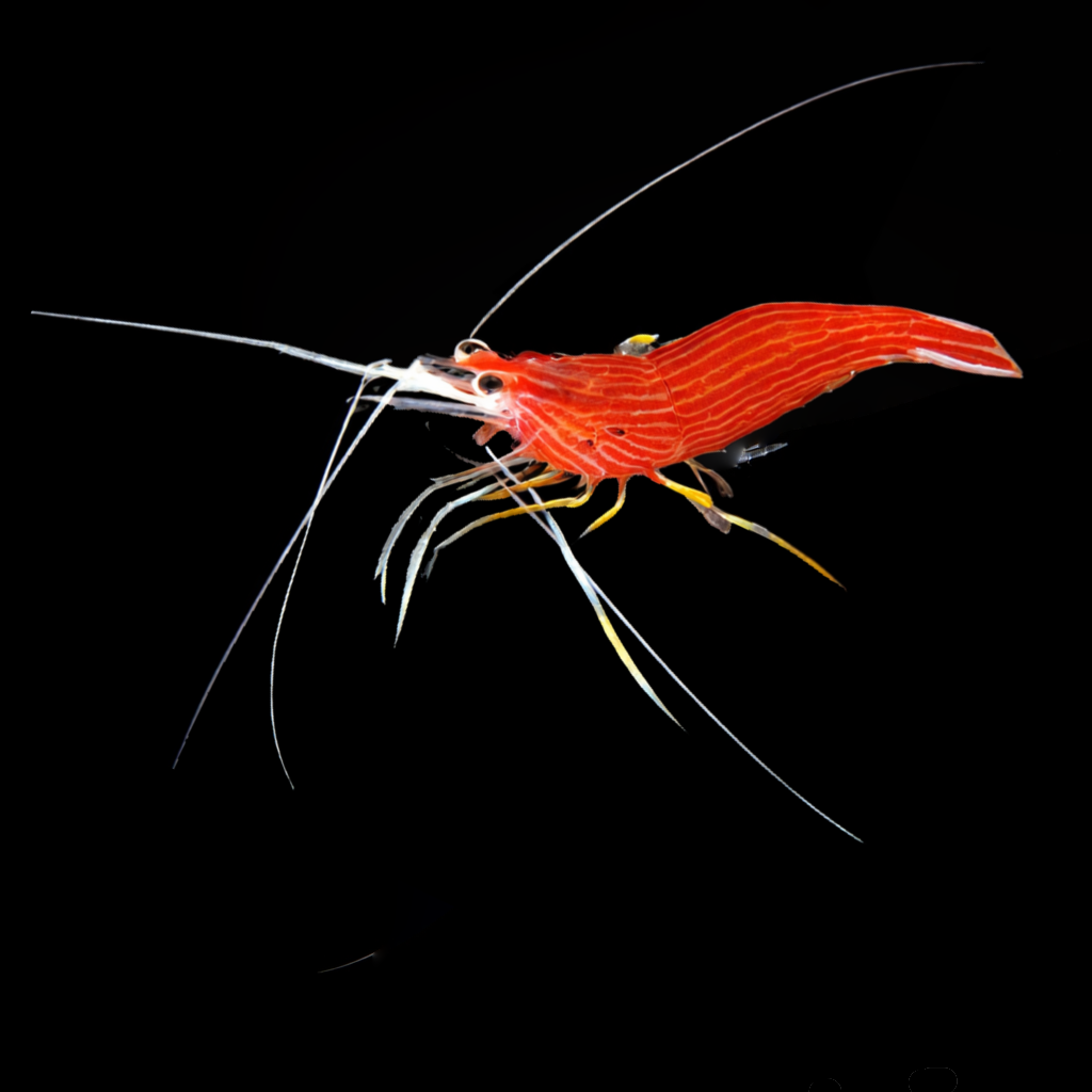 Ambon Cleaner Shrimp