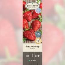 Honeoye Strawberry (Fragaria), Bare Root