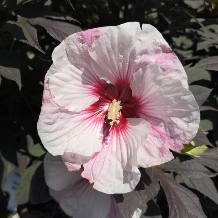 Hardy Hibiscus Summerific Spinderella 3 Gal PW