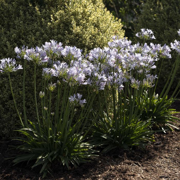 Agapanthus Blue Bayou 2 Gal