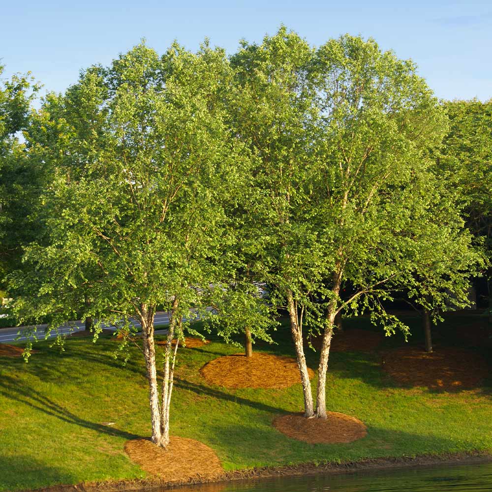 Betula nigra 'BNMTF' #25 PNP 8 - 10' 3s Dura Heat® River Birch