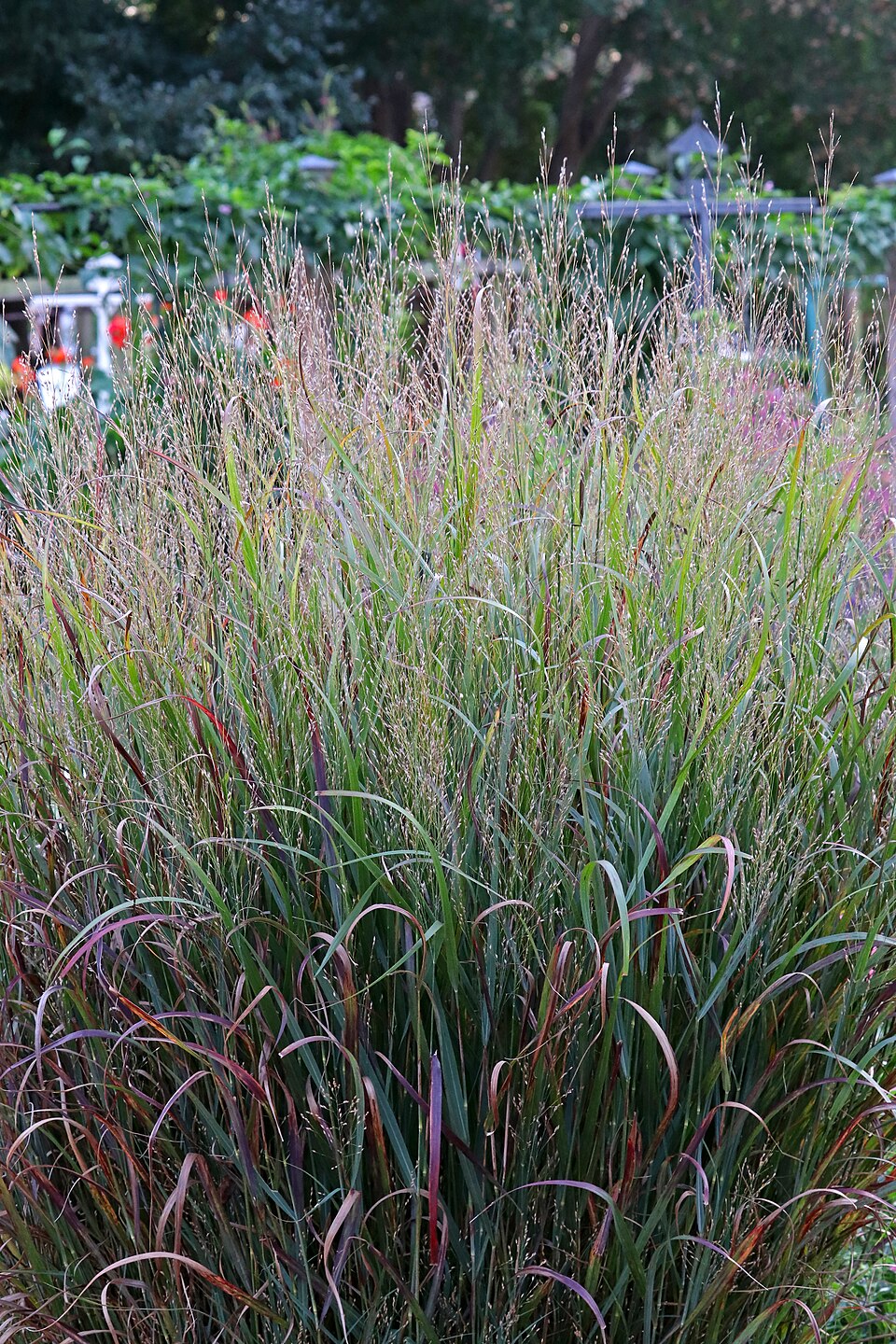 Panicum Virgatum Prairie Winda Niagara Falls
