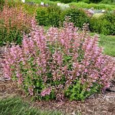 Pinky Pie Agastache, 1 gallon