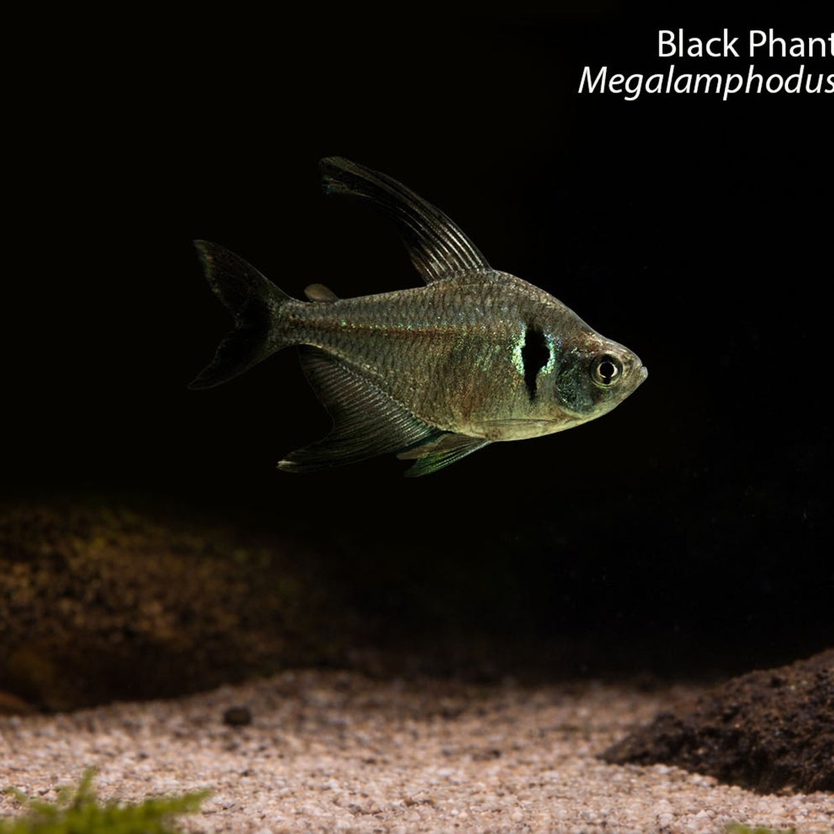 Black Phantom Tetra
