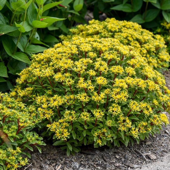 Sedum Sunsparkler Blue Elf Quart