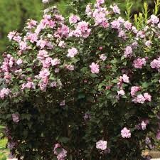 Peppermint Smoothie Rose of Sharon (Althea) (Hibiscus), 3 gallon
